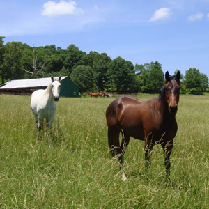 Retired horses