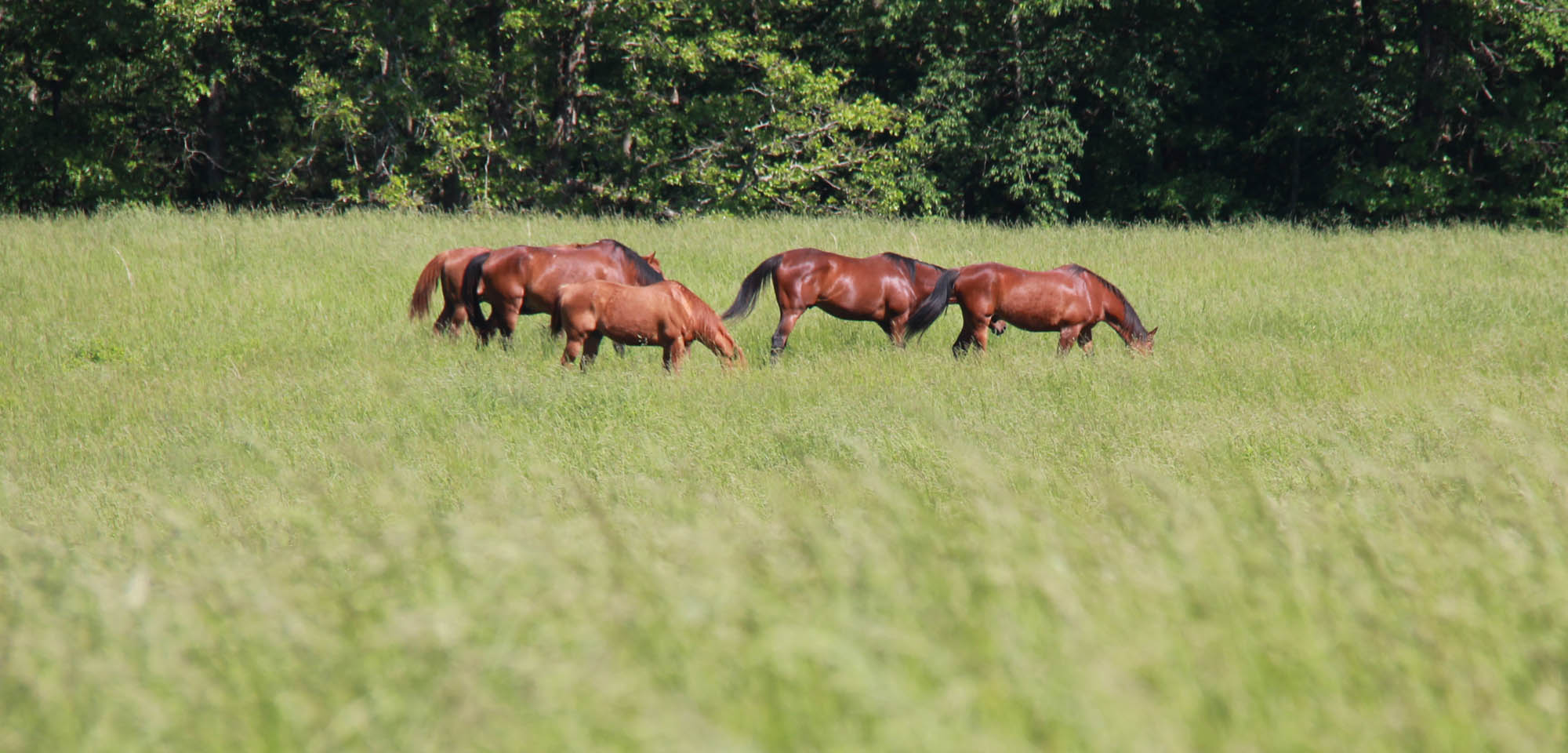 Retired horses eating grass