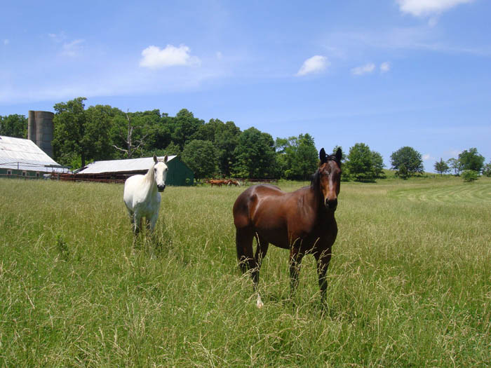 Two horses in tall grass