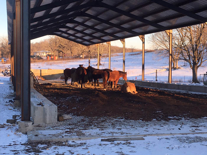 Horses eating hay in forage barn