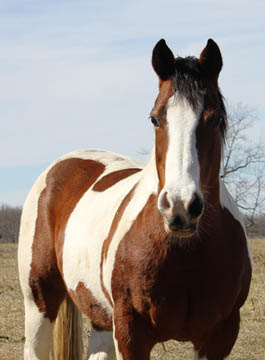 Retired horse Cassie