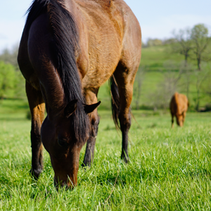 The owners of 7 Springs Farm