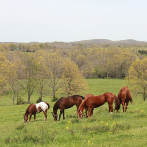 Retired horse splashing in pond