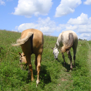Two horses grazing