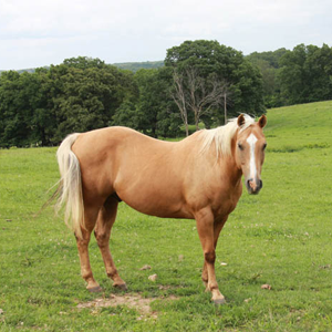 Palomino horse