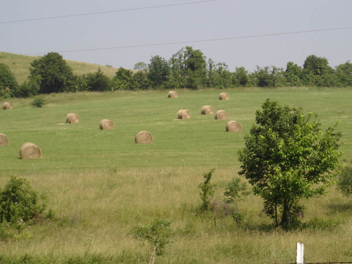 Round bales in the field