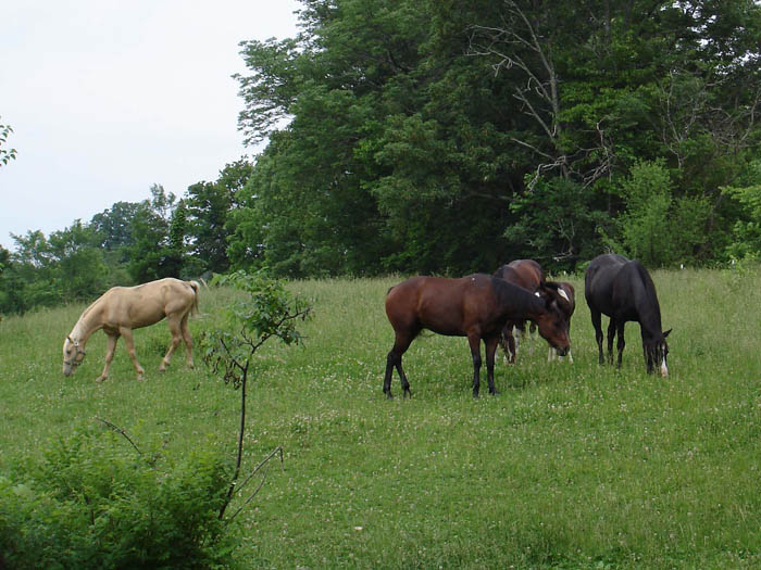 Horses grazing