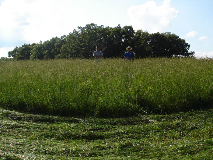 Standing in the hay field