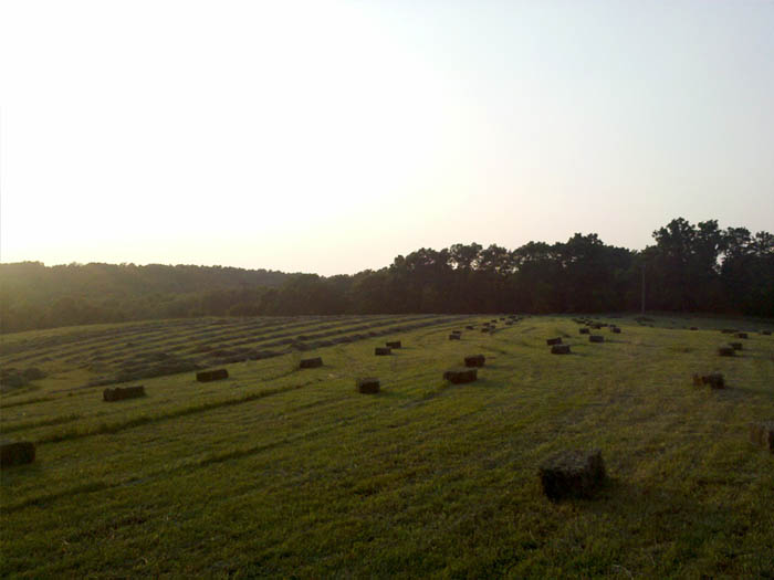 Square bales in the hay field