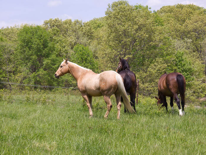 Beautiful palomino gelding