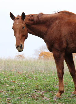Retired horse Bowtie