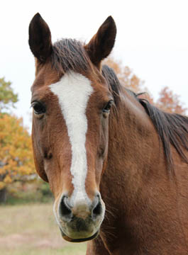 Retired horse Jordan