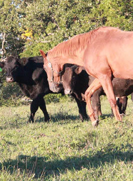 Retired horse Shalimar