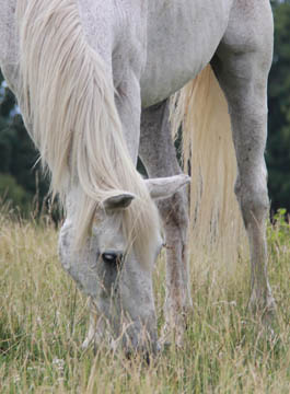 Retired horse Sidney