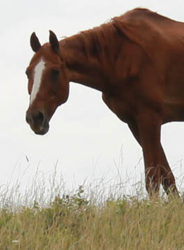 Retired horse Woody
